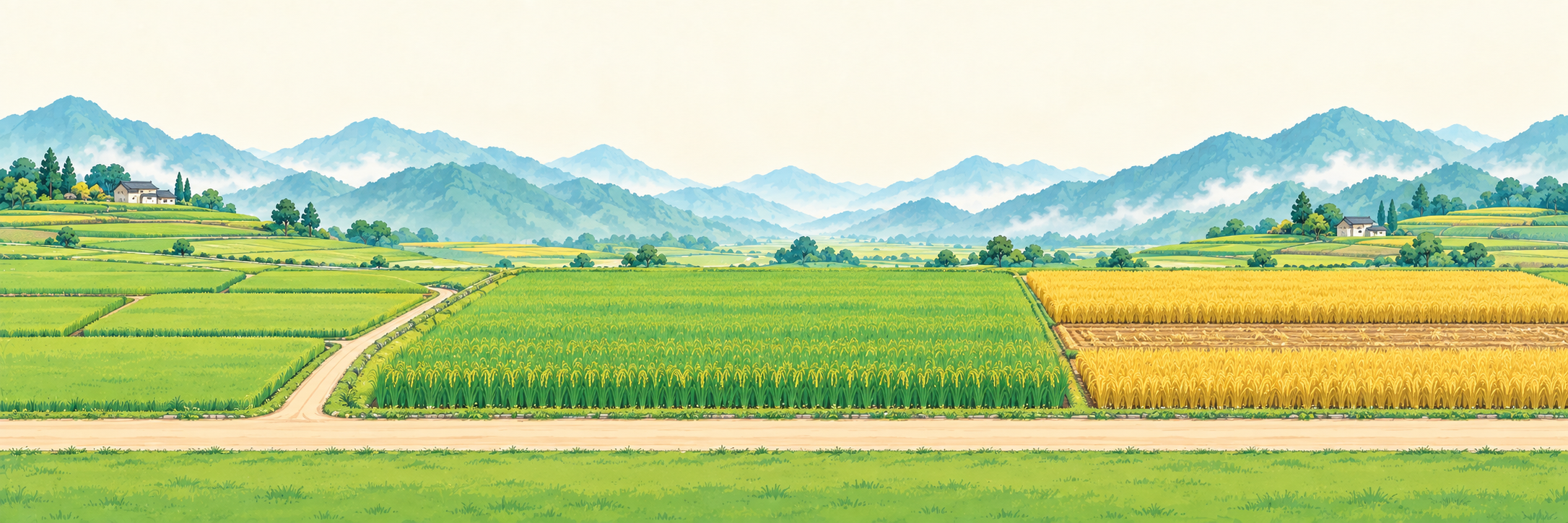 夏日山地梯田与金色稻田